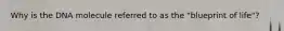 Why is the DNA molecule referred to as the "blueprint of life"?