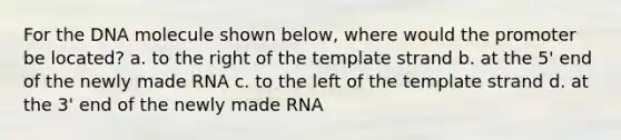 For the DNA molecule shown below, where would the promoter be located? a. to the right of the template strand b. at the 5' end of the newly made RNA c. to the left of the template strand d. at the 3' end of the newly made RNA