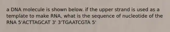 a DNA molecule is shown below. if the upper strand is used as a template to make RNA, what is the sequence of nucleotide of the RNA 5'ACTTAGCAT 3' 3'TGAATCGTA 5'