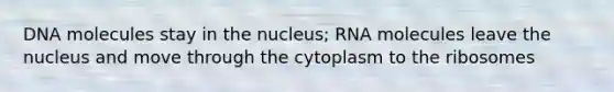 DNA molecules stay in the nucleus; RNA molecules leave the nucleus and move through the cytoplasm to the ribosomes