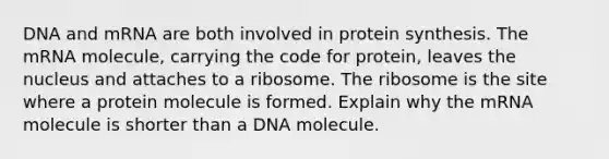 DNA and mRNA are both involved in protein synthesis. The mRNA molecule, carrying the code for protein, leaves the nucleus and attaches to a ribosome. The ribosome is the site where a protein molecule is formed. Explain why the mRNA molecule is shorter than a DNA molecule.