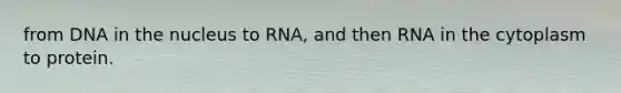 from DNA in the nucleus to RNA, and then RNA in the cytoplasm to protein.