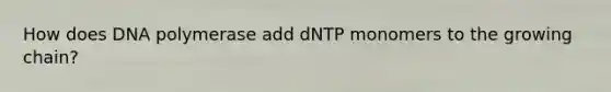 How does DNA polymerase add dNTP monomers to the growing chain?