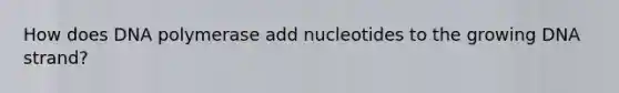 How does DNA polymerase add nucleotides to the growing DNA strand?