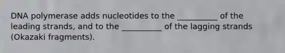 DNA polymerase adds nucleotides to the __________ of the leading strands, and to the __________ of the lagging strands (Okazaki fragments).