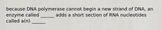 because DNA polymerase cannot begin a new strand of DNA, an enzyme called ______ adds a short section of RNA nucleotides called a(n) ______