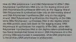 How do DNA polymerase I and DNA Polymerase III differ? DNA Polymerase I synthesizes DNA only on the leading strand and DNA Polymerase III synthesize DNA only on the lagging strand. DNA Polymerase III synthesizes DNA only on the leading strand and DNA Polymerase I synthesize DNA only on the lagging strand. DNA Polymerase III synthesizes the majority of the DNA, while DNA Polymerase I synthesizes DNA in the regions where the RNA primers were laid down on the lagging strand. DNA Polymerase III synthesizes the majority of the DNA, while DNA Polymerase I synthesizes DNA in the regions where proofreading has found mismatched bases to occur. DNA Polymerase III is the primary DNA polymerase in eukaryotes, while DNA polymerase I is the primary DNA polymerase in prokaryotes.