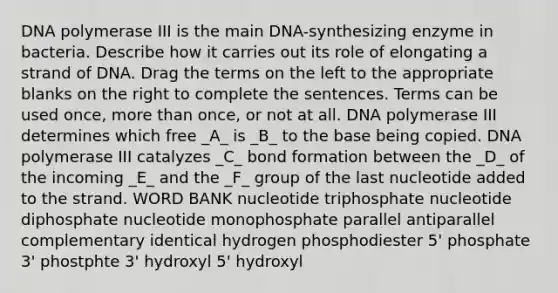 DNA polymerase III is the main DNA-synthesizing enzyme in bacteria. Describe how it carries out its role of elongating a strand of DNA. Drag the terms on the left to the appropriate blanks on the right to complete the sentences. Terms can be used once, <a href='https://www.questionai.com/knowledge/keWHlEPx42-more-than' class='anchor-knowledge'>more than</a> once, or not at all. DNA polymerase III determines which free _A_ is _B_ to the base being copied. DNA polymerase III catalyzes _C_ bond formation between the _D_ of the incoming _E_ and the _F_ group of the last nucleotide added to the strand. WORD BANK nucleotide triphosphate nucleotide diphosphate nucleotide monophosphate parallel antiparallel complementary identical hydrogen phosphodiester 5' phosphate 3' phostphte 3' hydroxyl 5' hydroxyl