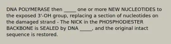 DNA POLYMERASE then _____ one or more NEW NUCLEOTIDES to the exposed 3'-OH group, replacing a section of nucleotides on the damaged strand - The NICK in the PHOSPHODIESTER BACKBONE is SEALED by DNA _____, and the original intact sequence is restored.