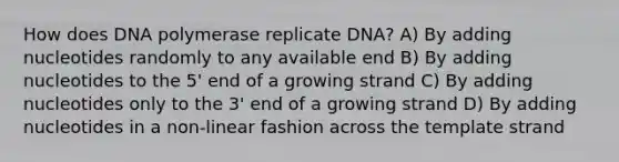 How does DNA polymerase replicate DNA? A) By adding nucleotides randomly to any available end B) By adding nucleotides to the 5' end of a growing strand C) By adding nucleotides only to the 3' end of a growing strand D) By adding nucleotides in a non-linear fashion across the template strand