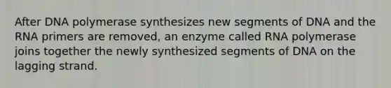 After DNA polymerase synthesizes new segments of DNA and the RNA primers are removed, an enzyme called RNA polymerase joins together the newly synthesized segments of DNA on the lagging strand.