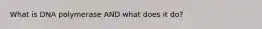 What is DNA polymerase AND what does it do?