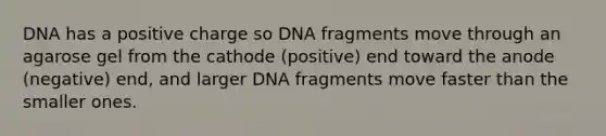 DNA has a positive charge so DNA fragments move through an agarose gel from the cathode (positive) end toward the anode (negative) end, and larger DNA fragments move faster than the smaller ones.