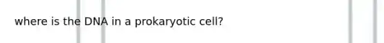 where is the DNA in a prokaryotic cell?