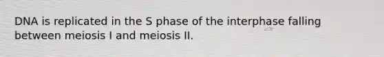 DNA is replicated in the S phase of the interphase falling between meiosis I and meiosis II.