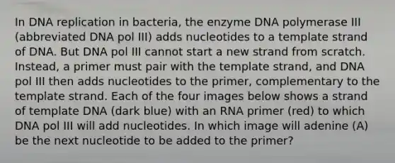 In DNA replication in bacteria, the enzyme DNA polymerase III (abbreviated DNA pol III) adds nucleotides to a template strand of DNA. But DNA pol III cannot start a new strand from scratch. Instead, a primer must pair with the template strand, and DNA pol III then adds nucleotides to the primer, complementary to the template strand. Each of the four images below shows a strand of template DNA (dark blue) with an RNA primer (red) to which DNA pol III will add nucleotides. In which image will adenine (A) be the next nucleotide to be added to the primer?