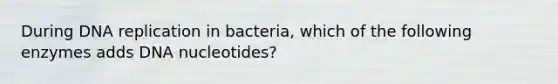 During DNA replication in bacteria, which of the following enzymes adds DNA nucleotides?