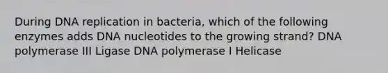 During <a href='https://www.questionai.com/knowledge/kofV2VQU2J-dna-replication' class='anchor-knowledge'>dna replication</a> in bacteria, which of the following enzymes adds DNA nucleotides to the growing strand? DNA polymerase III Ligase DNA polymerase I Helicase