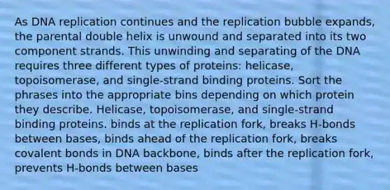 As DNA replication continues and the replication bubble expands, the parental double helix is unwound and separated into its two component strands. This unwinding and separating of the DNA requires three different types of proteins: helicase, topoisomerase, and single-strand binding proteins. Sort the phrases into the appropriate bins depending on which protein they describe. Helicase, topoisomerase, and single-strand binding proteins. binds at the replication fork, breaks H-bonds between bases, binds ahead of the replication fork, breaks covalent bonds in DNA backbone, binds after the replication fork, prevents H-bonds between bases