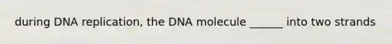 during DNA replication, the DNA molecule ______ into two strands