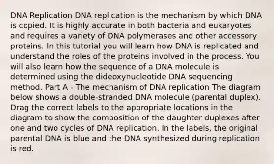 DNA Replication DNA replication is the mechanism by which DNA is copied. It is highly accurate in both bacteria and eukaryotes and requires a variety of DNA polymerases and other accessory proteins. In this tutorial you will learn how DNA is replicated and understand the roles of the proteins involved in the process. You will also learn how the sequence of a DNA molecule is determined using the dideoxynucleotide DNA sequencing method. Part A - The mechanism of DNA replication The diagram below shows a double-stranded DNA molecule (parental duplex). Drag the correct labels to the appropriate locations in the diagram to show the composition of the daughter duplexes after one and two cycles of DNA replication. In the labels, the original parental DNA is blue and the DNA synthesized during replication is red.