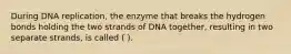 During DNA replication, the enzyme that breaks the hydrogen bonds holding the two strands of DNA together, resulting in two separate strands, is called ( ).