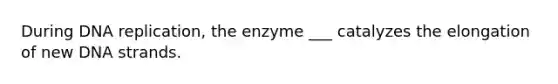 During DNA replication, the enzyme ___ catalyzes the elongation of new DNA strands.