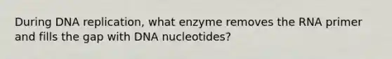 During DNA replication, what enzyme removes the RNA primer and fills the gap with DNA nucleotides?