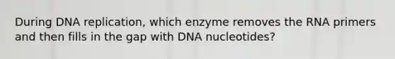 During DNA replication, which enzyme removes the RNA primers and then fills in the gap with DNA nucleotides?