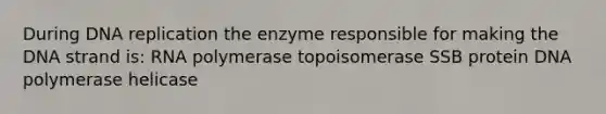 During DNA replication the enzyme responsible for making the DNA strand is: RNA polymerase topoisomerase SSB protein DNA polymerase helicase