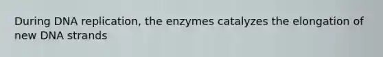 During DNA replication, the enzymes catalyzes the elongation of new DNA strands