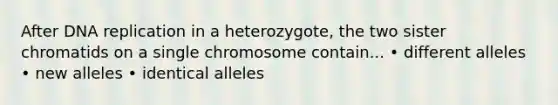 After DNA replication in a heterozygote, the two sister chromatids on a single chromosome contain... • different alleles • new alleles • identical alleles