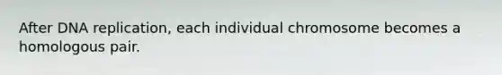 After DNA replication, each individual chromosome becomes a homologous pair.