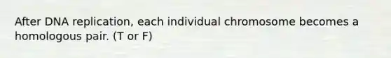 After DNA replication, each individual chromosome becomes a homologous pair. (T or F)