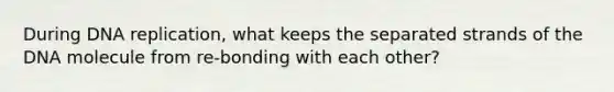 During DNA replication, what keeps the separated strands of the DNA molecule from re-bonding with each other?