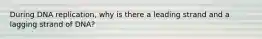 During DNA replication, why is there a leading strand and a lagging strand of DNA?