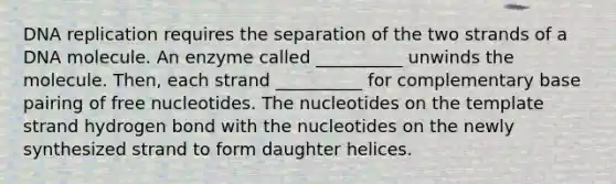 <a href='https://www.questionai.com/knowledge/kofV2VQU2J-dna-replication' class='anchor-knowledge'>dna replication</a> requires the separation of the two strands of a DNA molecule. An enzyme called __________ unwinds the molecule. Then, each strand __________ for complementary base pairing of free nucleotides. The nucleotides on the template strand hydrogen bond with the nucleotides on the newly synthesized strand to form daughter helices.