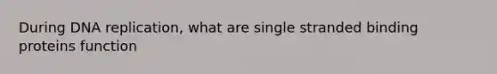 During DNA replication, what are single stranded binding proteins function