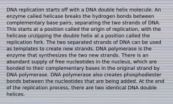 DNA replication starts off with a DNA double helix molecule. An enzyme called helicase breaks the hydrogen bonds between complementary base pairs, separating the two strands of DNA. This starts at a position called the origin of replication, with the helicase unzipping the double helix at a position called the replication fork. The two separated strands of DNA can be used as templates to create new strands. DNA polymerase is the enzyme that synthesizes the two new strands. There is an abundant supply of free nucleotides in the nucleus, which are bonded to their complementary bases in the original strand by DNA polymerase. DNA polymerase also creates phosphodiester bonds between the nucleotides that are being added. At the end of the replication process, there are two identical DNA double helices.