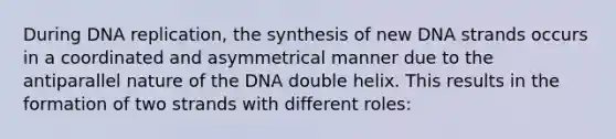 During DNA replication, the synthesis of new DNA strands occurs in a coordinated and asymmetrical manner due to the antiparallel nature of the DNA double helix. This results in the formation of two strands with different roles: