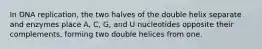 In DNA replication, the two halves of the double helix separate and enzymes place A, C, G, and U nucleotides opposite their complements, forming two double helices from one.