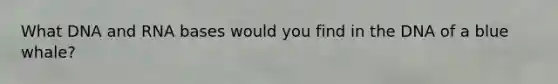 What DNA and RNA bases would you find in the DNA of a blue whale?
