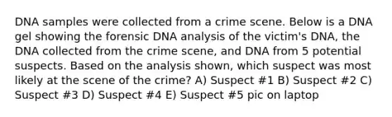 DNA samples were collected from a crime scene. Below is a DNA gel showing the forensic DNA analysis of the victim's DNA, the DNA collected from the crime scene, and DNA from 5 potential suspects. Based on the analysis shown, which suspect was most likely at the scene of the crime? A) Suspect #1 B) Suspect #2 C) Suspect #3 D) Suspect #4 E) Suspect #5 pic on laptop