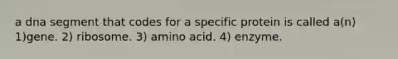 a dna segment that codes for a specific protein is called a(n) 1)gene. 2) ribosome. 3) amino acid. 4) enzyme.