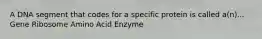 A DNA segment that codes for a specific protein is called a(n)... Gene Ribosome Amino Acid Enzyme