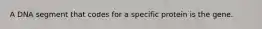 A DNA segment that codes for a specific protein is the gene.