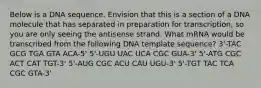 Below is a DNA sequence. Envision that this is a section of a DNA molecule that has separated in preparation for transcription, so you are only seeing the antisense strand. What mRNA would be transcribed from the following DNA template sequence? 3'-TAC GCG TGA GTA ACA-5' 5'-UGU UAC UCA CGC GUA-3' 5'-ATG CGC ACT CAT TGT-3' 5'-AUG CGC ACU CAU UGU-3' 5'-TGT TAC TCA CGC GTA-3'