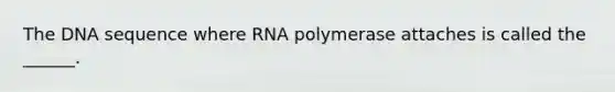 The DNA sequence where RNA polymerase attaches is called the ______.