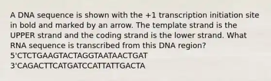 A DNA sequence is shown with the +1 transcription initiation site in bold and marked by an arrow. The template strand is the UPPER strand and the coding strand is the lower strand. What RNA sequence is transcribed from this DNA region? 5'CTCTGAAGTACTAGGTAATAACTGAT 3'CAGACTTCATGATCCATTATTGACTA