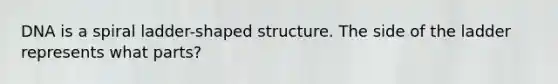 DNA is a spiral ladder-shaped structure. The side of the ladder represents what parts?